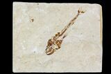 Cretaceous Fossil Fish (Eurypholis) - Lebanon #110851-1